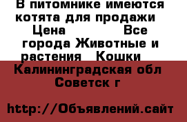 В питомнике имеются котята для продажи › Цена ­ 30 000 - Все города Животные и растения » Кошки   . Калининградская обл.,Советск г.